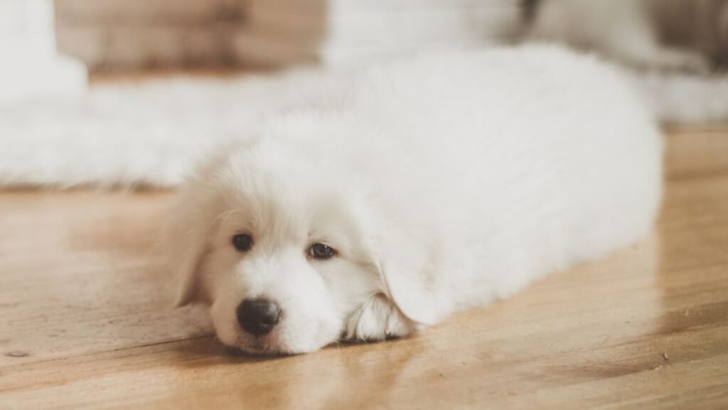 Easy-to-clean flooring for homes with large dogs.