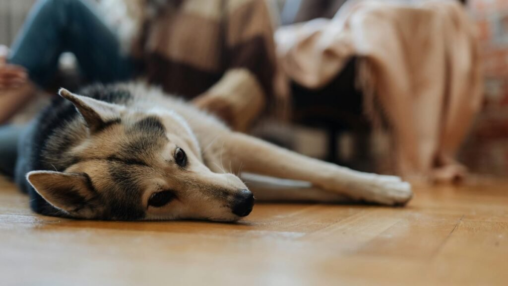 Easy-to-clean flooring for homes with large dogs.