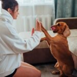 Best flooring for homes with large dogs featuring luxury vinyl plank.